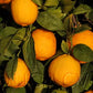 Volkamer Lemon Plant
