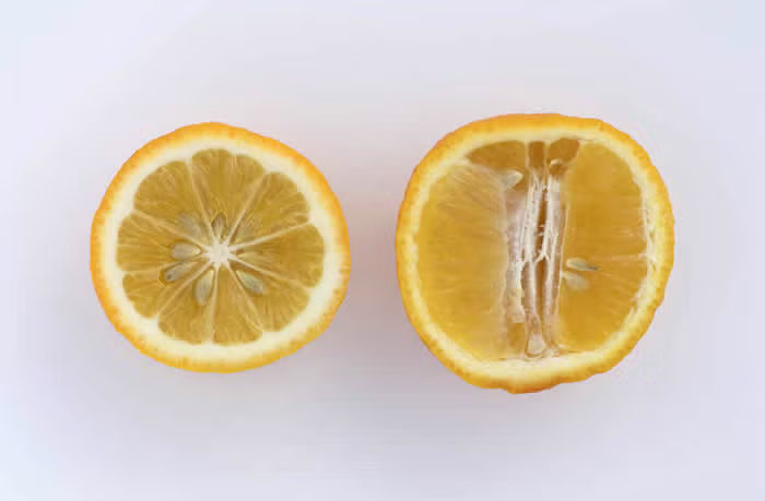 Volkamer Lemon Plant