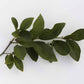 Volkamer Lemon Plant