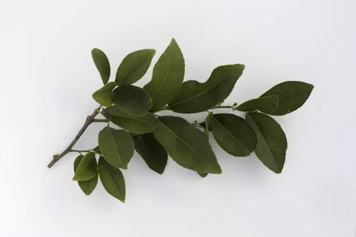 Volkamer Lemon Plant