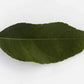 Volkamer Lemon Plant
