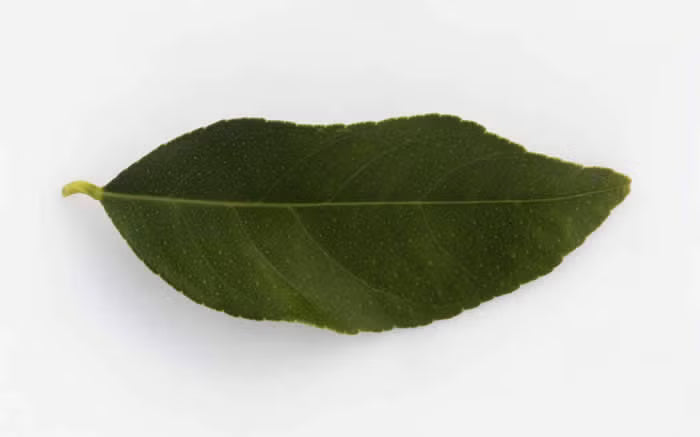 Volkamer Lemon Plant