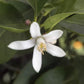 Volkamer Lemon Plant