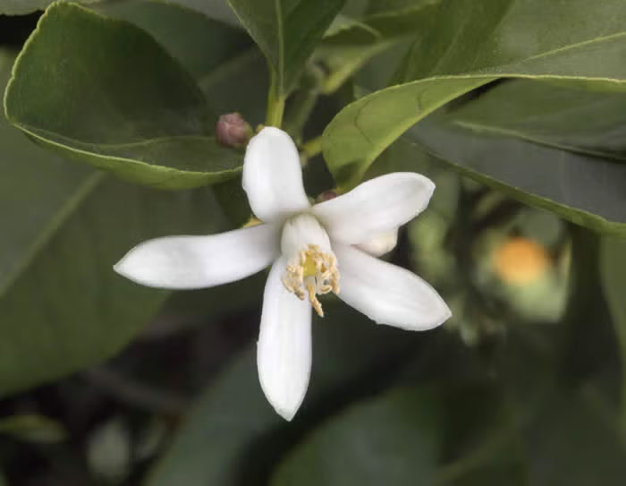 Volkamer Lemon Plant