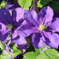 Ascotiensis Clematis Vine