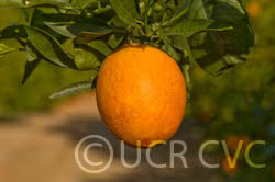 Washington Sanguine Blood Orange Plant citrus plant material online shopping