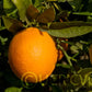 Washington Sanguine Blood Orange Plant citrus plant material online shopping