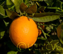 Washington Sanguine Blood Orange Plant citrus plant material online shopping