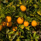 Washington Sanguine Blood Orange Plant citrus plant material online shopping