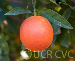 Washington Sanguine Blood Orange Plant citrus plant material online shopping