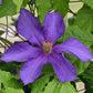 Ascotiensis Clematis Vine