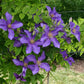 Ascotiensis Clematis Vine
