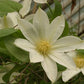 Moonlight Clematis Vine
