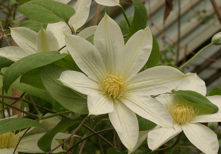 Moonlight Clematis Vine