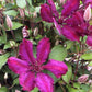 Honora Clematis Vine