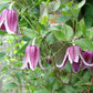 Jan Fopma Clematis Vine