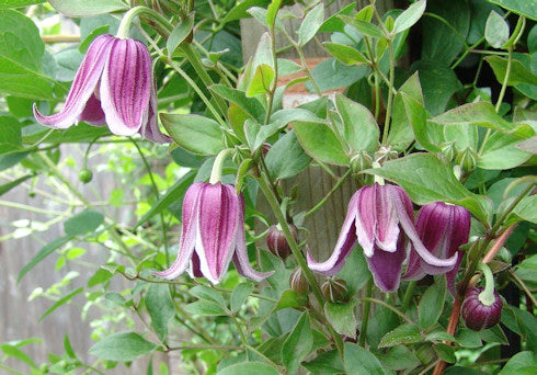 Jan Fopma Clematis Vine