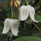 Henryi Clematis Vine