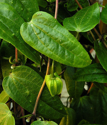 Henryi Clematis Vine