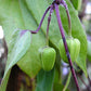 Henryi Clematis Vine
