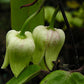 Henryi Clematis Vine