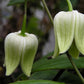 Henryi Clematis Vine