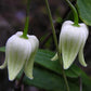 Henryi Clematis Vine