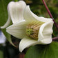 Henryi Clematis Vine