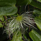 Henryi Clematis Vine