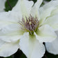 Epivo097 Kitty Boulevard Clematis