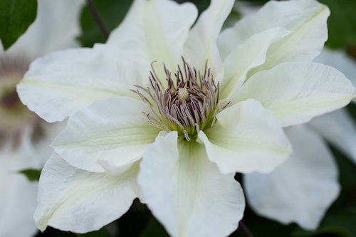 Epivo097 Kitty Boulevard Clematis
