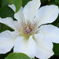 Epivo097 Kitty Boulevard Clematis