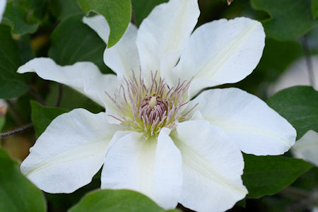 Epivo097 Kitty Boulevard Clematis