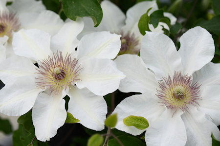 Epivo097 Kitty Boulevard Clematis