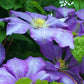 Will Barron Clematis Vine