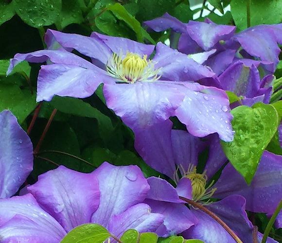 Will Barron Clematis Vine