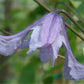 Integrifolia Fascination Clematis Vine