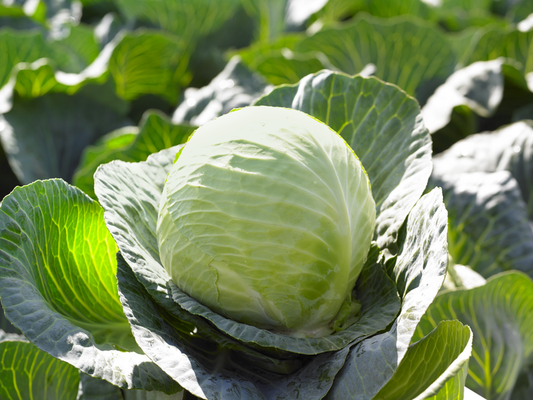 Gregorian Hybrid Cabbage