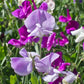Bijou Blend Sweet Pea Seeds online shopping