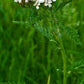 Western Yarrow Seeds online shopping