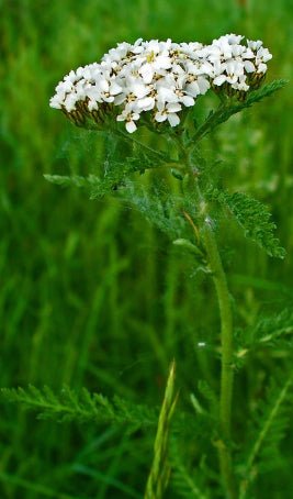 Western Yarrow Seeds online shopping