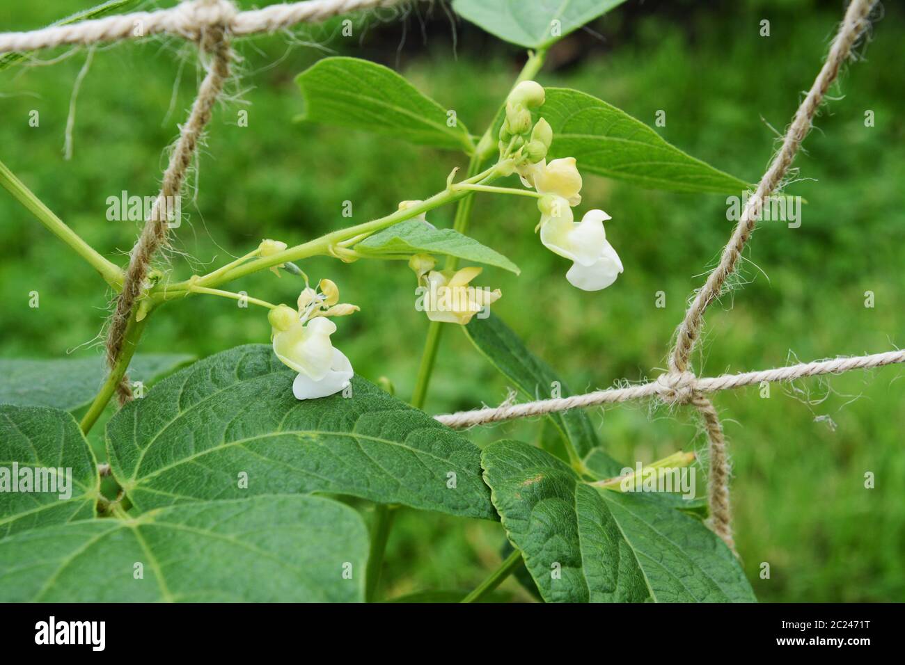Calypso Drying Bean Seeds online shopping