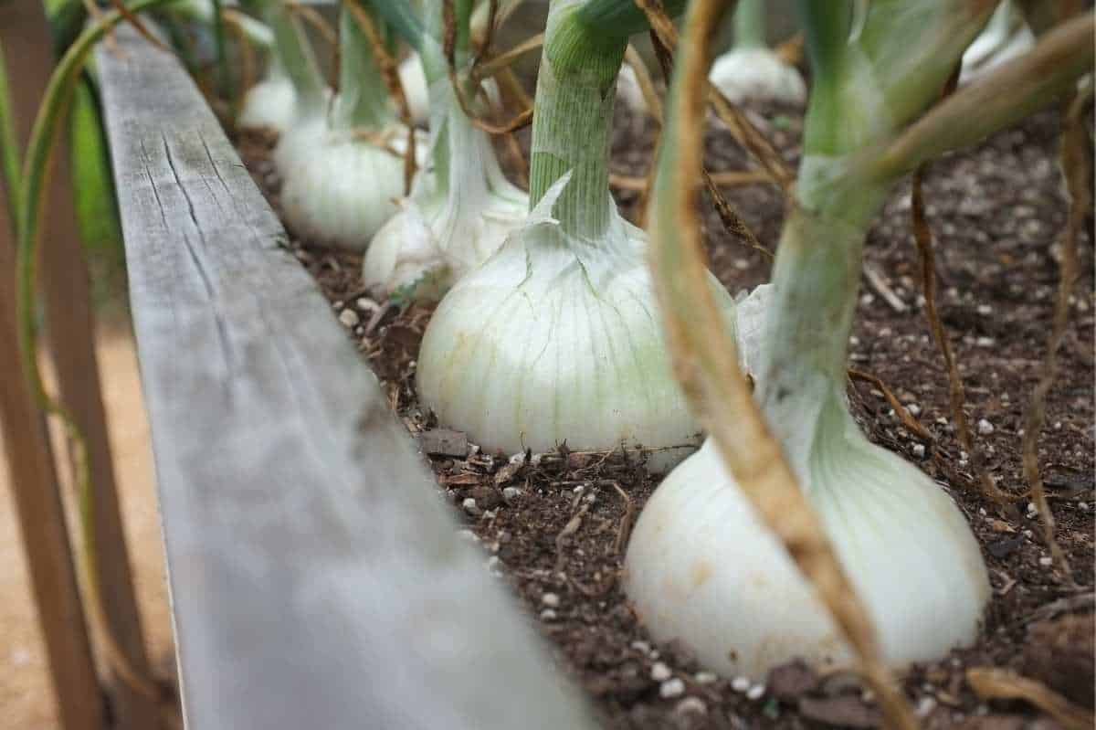 Ontario White Onion