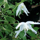 Macropetala White Swan Clematis Vine