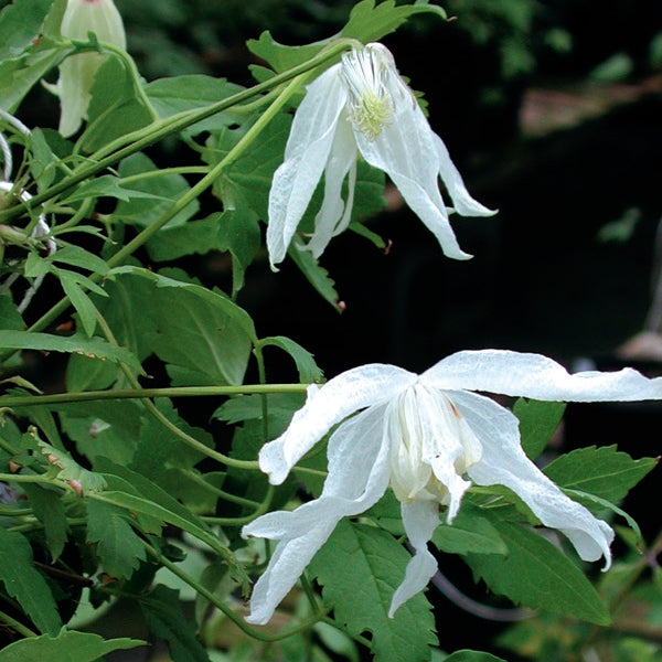 Macropetala White Swan Clematis Vine