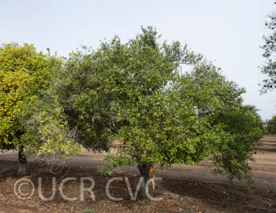Willowleaf Mandarin Plant