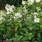 Hydrangea paniculata Wim’s Red Fire And Ice