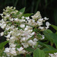 Hydrangea paniculata Wim’s Red Fire And Ice