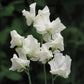 Castle Of Mey Sweet Pea seeds online shopping