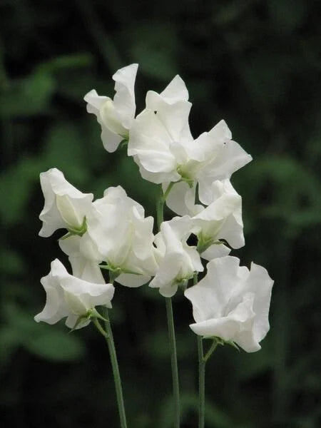 Castle Of Mey Sweet Pea seeds online shopping
